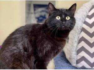 HOLLY - Domestic Semi
crossbreed Photo