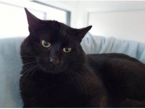 HUCKLEBERRY - Domestic Shorthair
crossbreed Photo