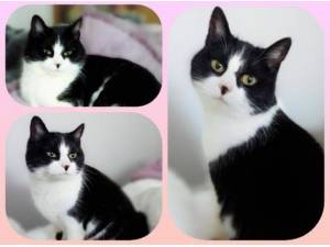 DAISY - Domestic Shorthair
crossbreed Photo