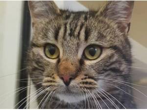STRIPES - British Shorthair
crossbreed Photo
