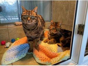 ROCKY AND TIGGER - Domestic Shorthair
crossbreed Photo