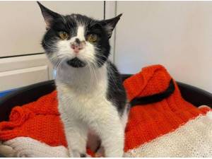 FESTER - Domestic Shorthair
crossbreed Photo