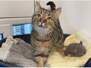 XENA - Domestic Shorthair
crossbreed Photo