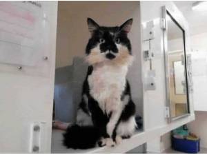 FRANK - Domestic Longhair Photo