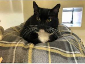 WHISKERS - RESERVED - Domestic Shorthair
crossbreed Photo