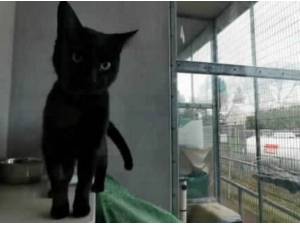 LANZINI - Domestic Shorthair
crossbreed Photo