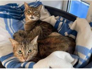 EDIE AND NEVADA - Domestic Shorthair
crossbreed Photo
