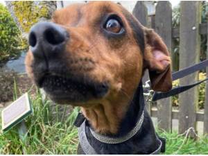CHIVE - Terrier
crossbreed Photo