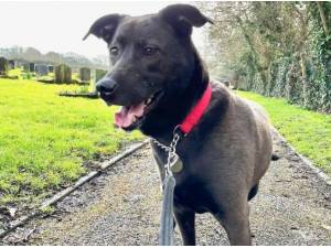 LEIA - Crossbreed/Unknown Photo