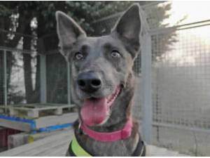 URSULA - Dutch Shepherd Photo