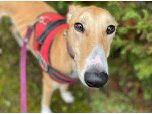 DINO - Lurcher
crossbreed Photo