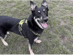 JAY JAY - German Shepherd
crossbreed Photo