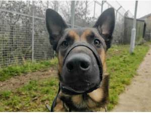 ERIC - German Shepherd Photo