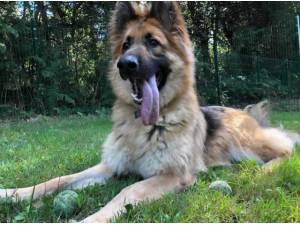 CODY - German Shepherd Photo