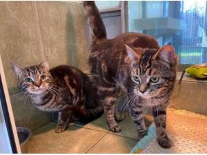 LADY AND PEPPY - Domestic Shorthair
crossbreed Photo
