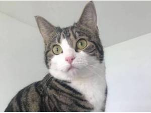 LUNA - Domestic Shorthair
crossbreed Photo