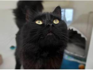 SHARKY - Domestic Longhair
crossbreed Photo