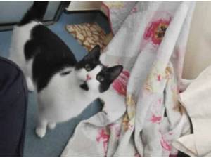 PANCAKE - Domestic Shorthair
crossbreed Photo