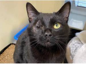 LOUIS - Domestic Shorthair
crossbreed Photo
