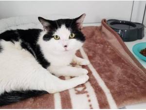 SEFTON - Domestic Shorthair
crossbreed Photo