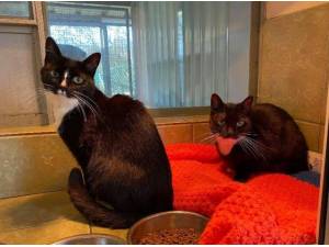 DIAMOND AND SAPPHIRE - Domestic Shorthair
crossbreed Photo