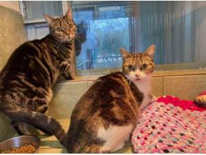 TIGER FIGS - Domestic Shorthair
crossbreed Photo