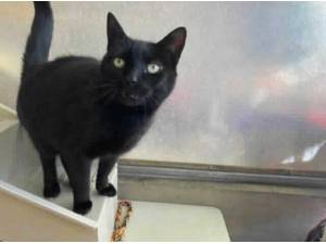 FOXY - Domestic Shorthair
crossbreed Photo