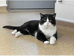 NIGEL BERBROOKE - Domestic Shorthair Photo