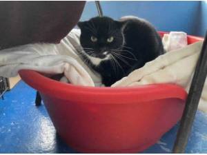 MITTENS - Domestic Shorthair
crossbreed Photo