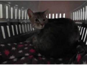 MASUAKU - Domestic Shorthair
crossbreed Photo
