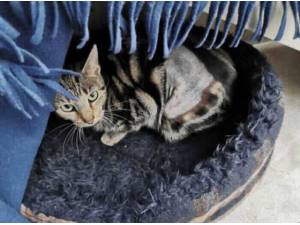RICE - Domestic Shorthair
crossbreed Photo