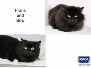 FRANK AND BOW - Domestic Longhair
crossbreed Photo