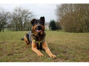 Ace - Male German Shepherd Dog (GSD / Alsatian) Photo
