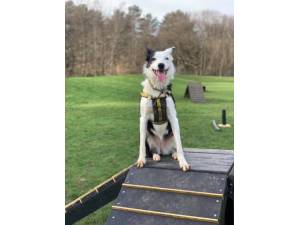 Ayla - Female Collie Cross (Border) Photo