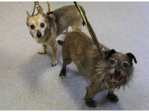 Baxter - Male Terrier Cross Photo