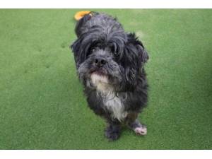 Benny - Male Lhasa Apso Photo