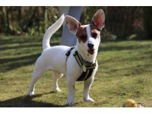 Dinky - Male Jack Russell Terrier (JRT) Photo