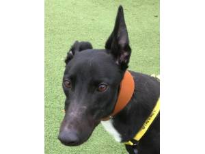 George - Male Greyhound Photo