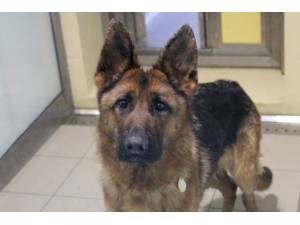 Heidi - Female German Shepherd Dog (GSD / Alsatian) Photo