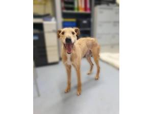 Henry - Male Lurcher Photo