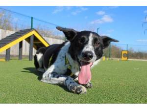 Jack - Male Collie Cross (Border) Photo