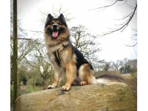 Kaiser - Male German Shepherd Dog (GSD / Alsatian) Photo
