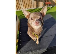 Marnie - Female Chihuahua: Short Hr Photo