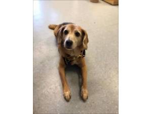 Missy - Female Beagle Photo