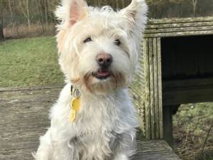Noddy - Male West Highland White Terrier Photo