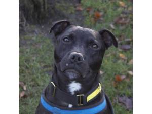 Prince - Male Staffordshire Bull Terrier (SBT) Photo