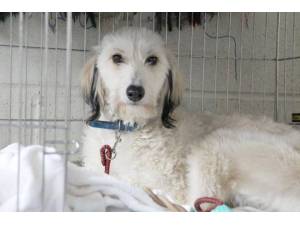River - Male Lurcher Photo
