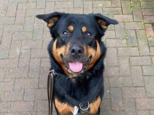 Rocco - Male Rottweiler Photo