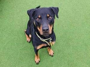 Roki - Male Rottweiler Photo