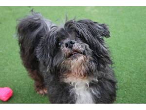 Roxy - Female Lhasa Apso Photo
